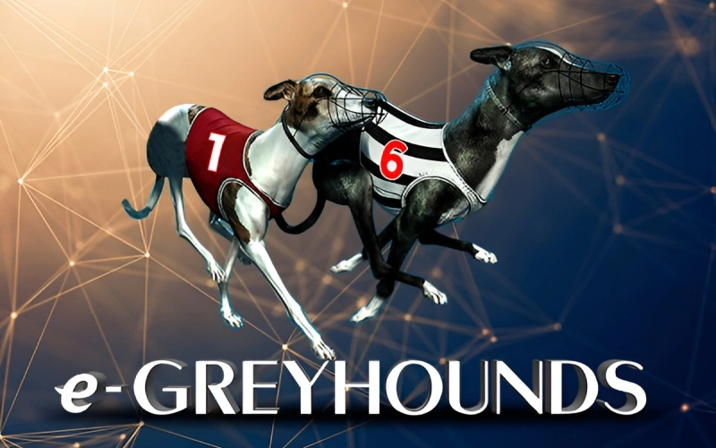 Have a taste of the glitzy and mesmerizing world of dog races with Greyhounds races at Mostbet.